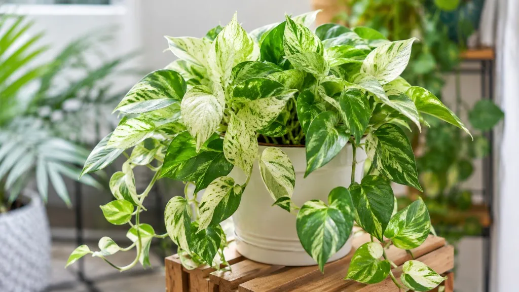 Harlequin Pothos houseplant