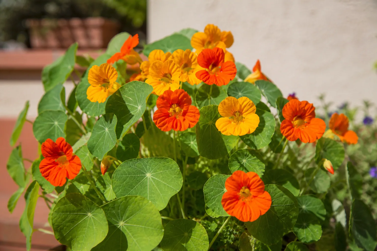 Orange and red nasturtium flowers spilling over a sunny garden edge