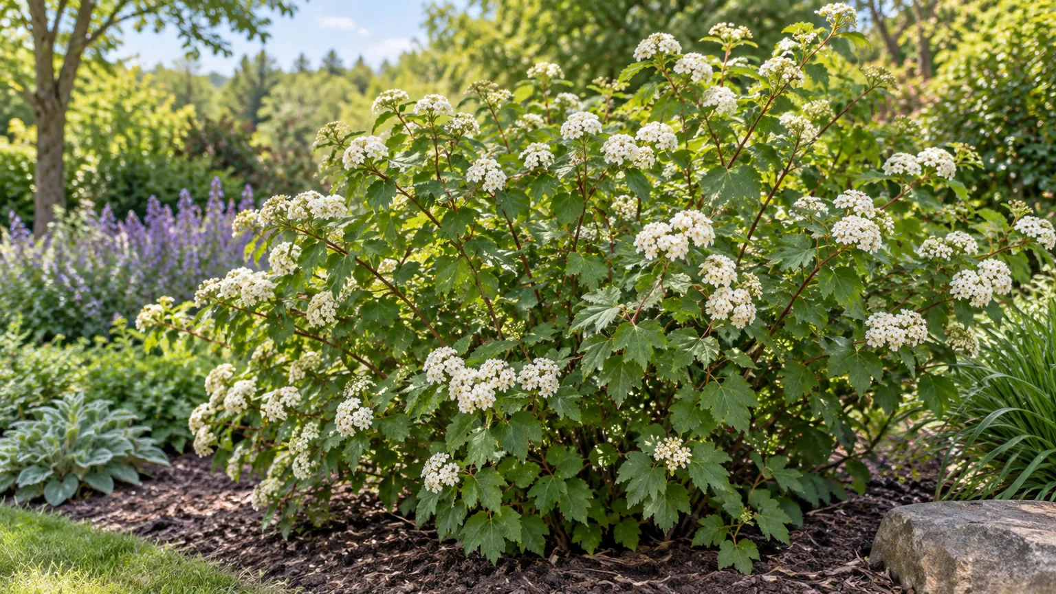 Healthy ninebark shrub with lobed foliage and white flower clusters in a sunny garden bed