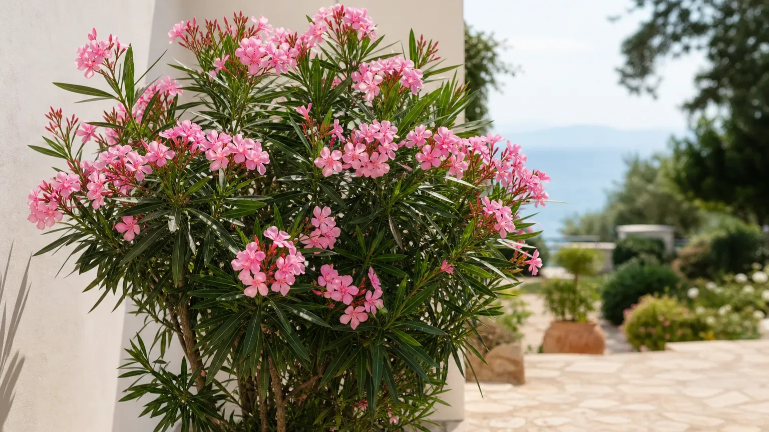 Oleander houseplant