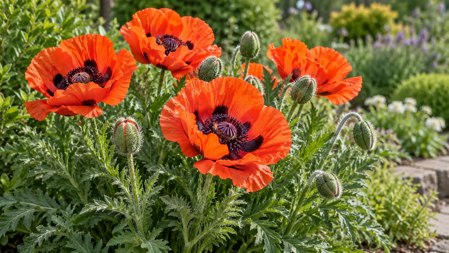 Healthy Oriental poppies with vivid orange-red flowers, bristly buds, and silvery green foliage in a sunny garden