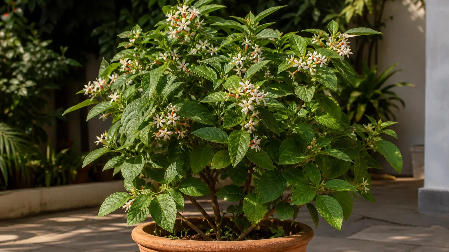 Parijat houseplant