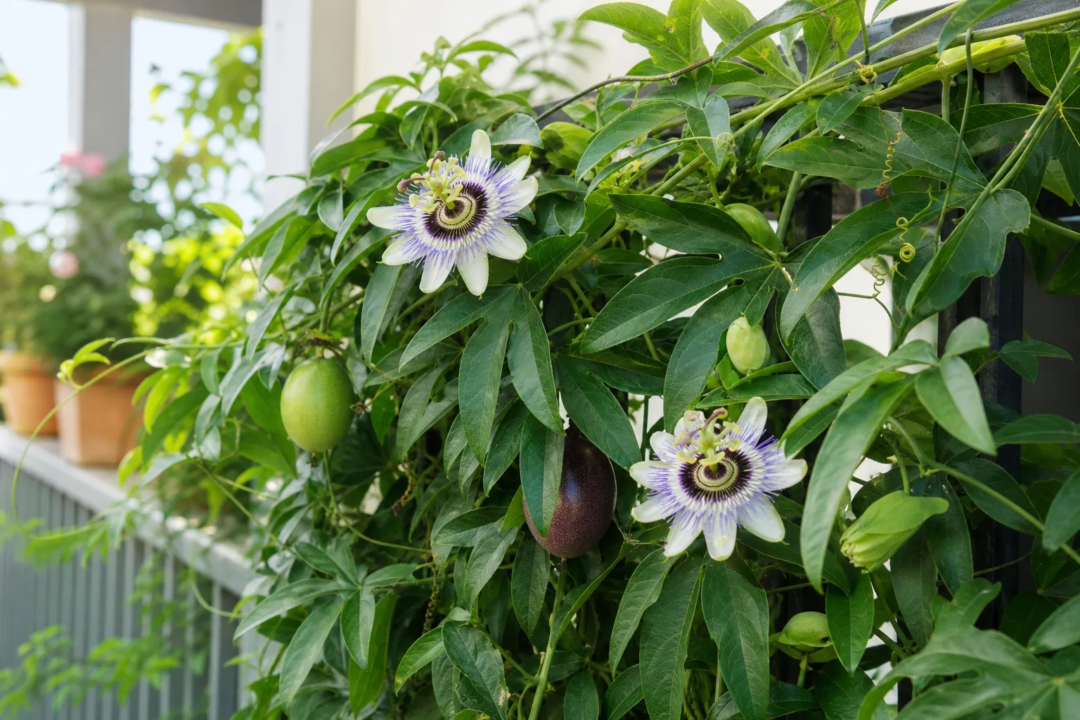 Passion Fruit houseplant