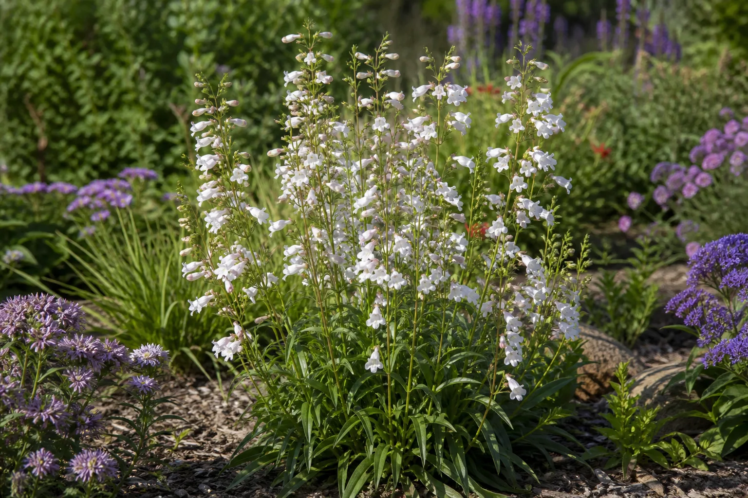 White to pink tubular beardtongue flowers on tall spikes in a sunny pollinator garden