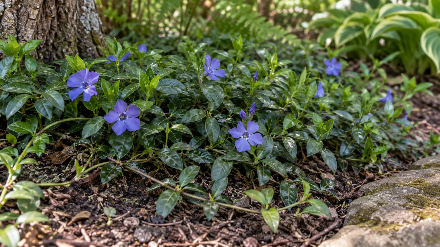 Common periwinkle with blue flowers and glossy leaves