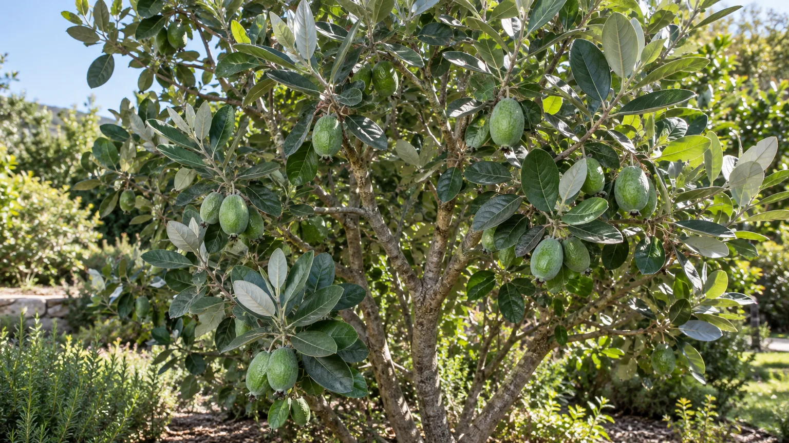 Pineapple guava shrub with green feijoa fruit and silvery-backed leaves