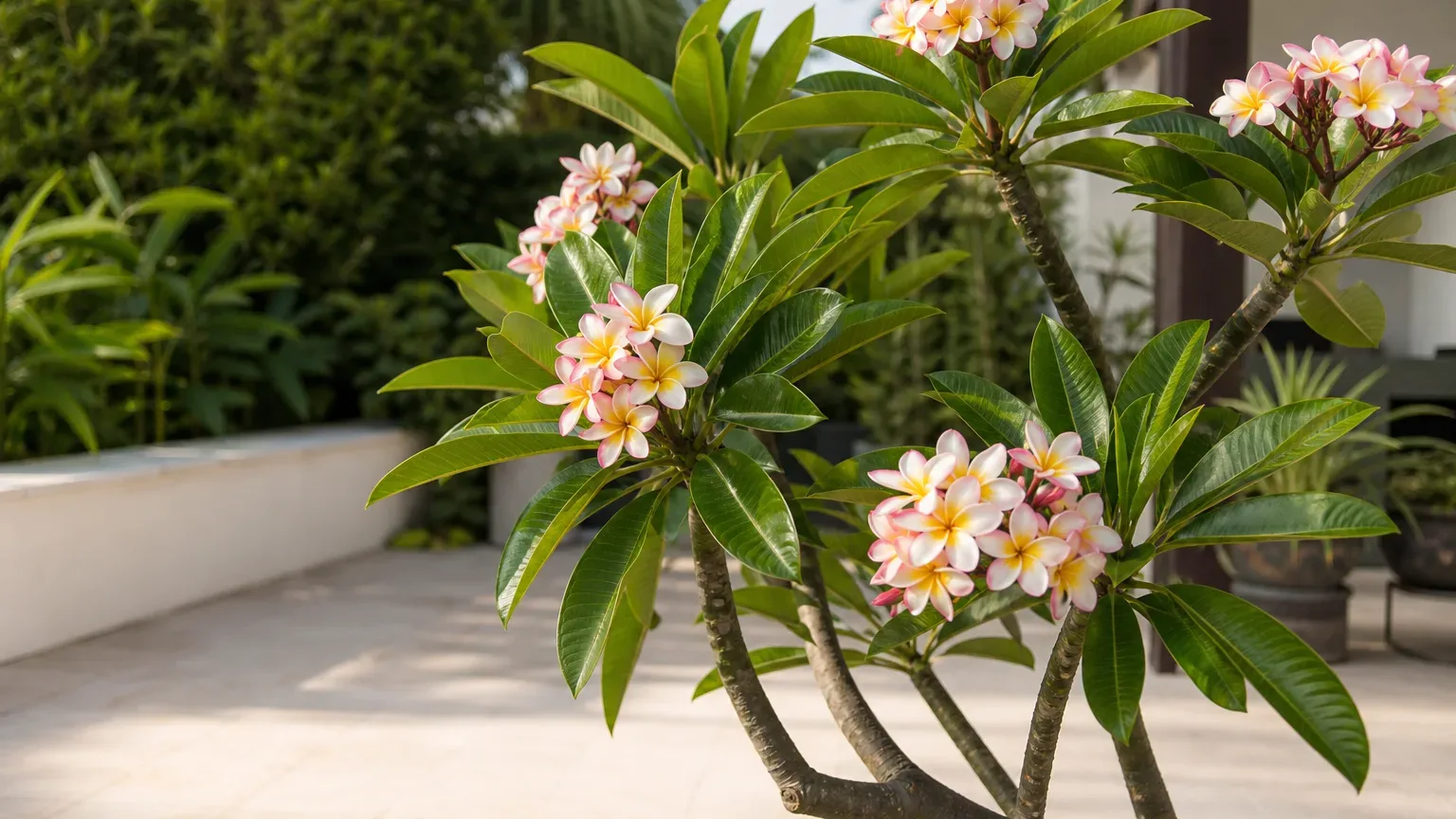 Plumeria houseplant