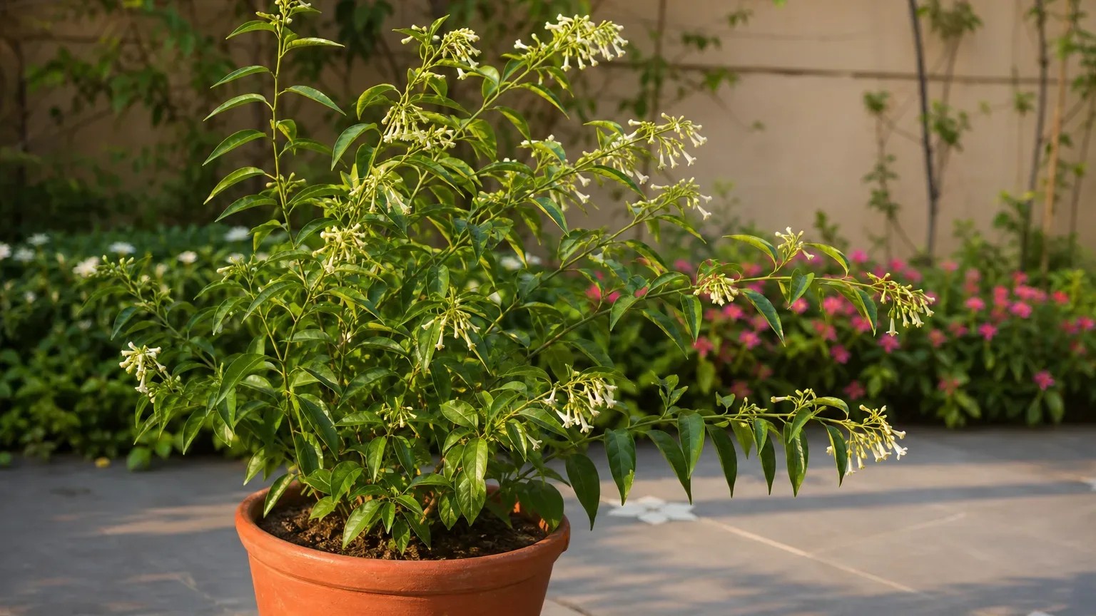 Raat Rani houseplant