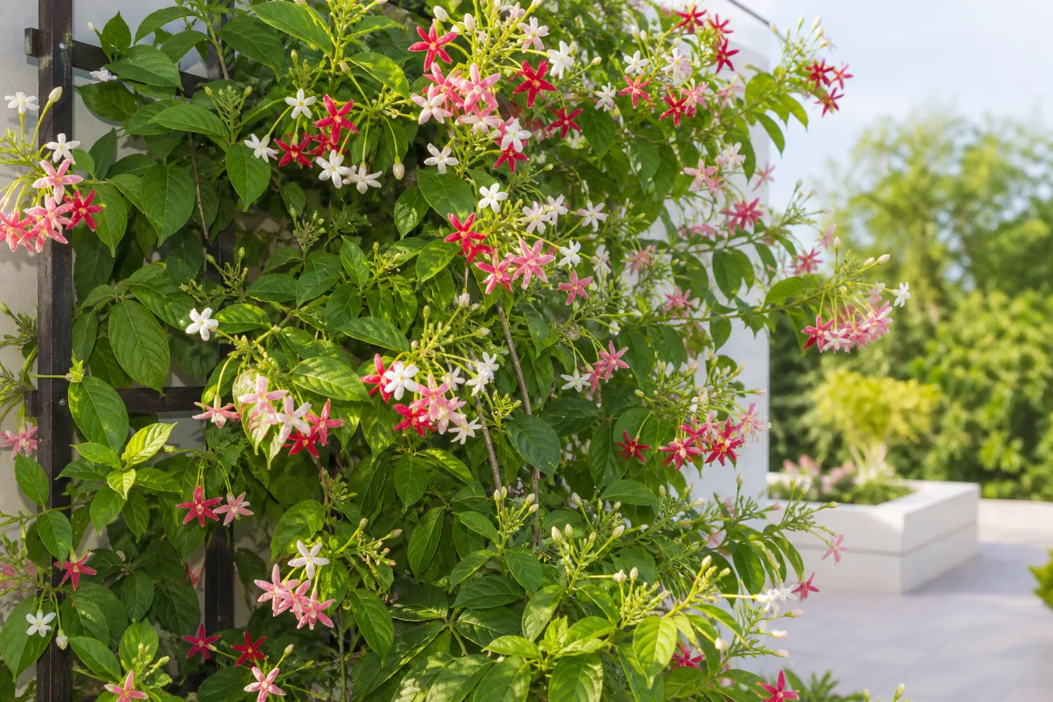 Rangoon Creeper houseplant