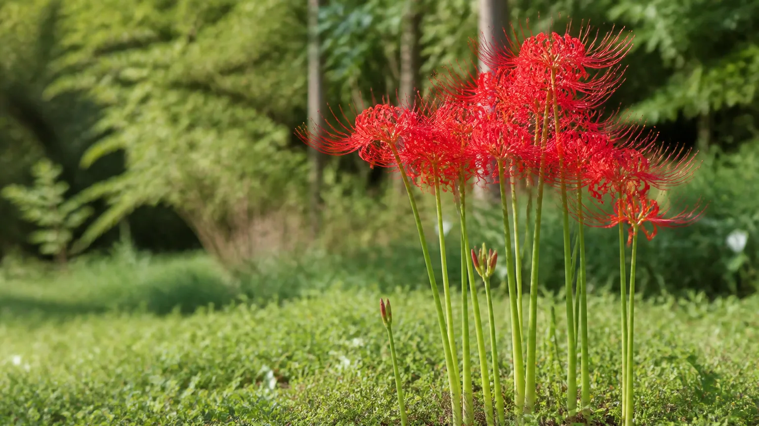 Scarlet red spider lilies flowering on leafless stems in a late-summer garden border