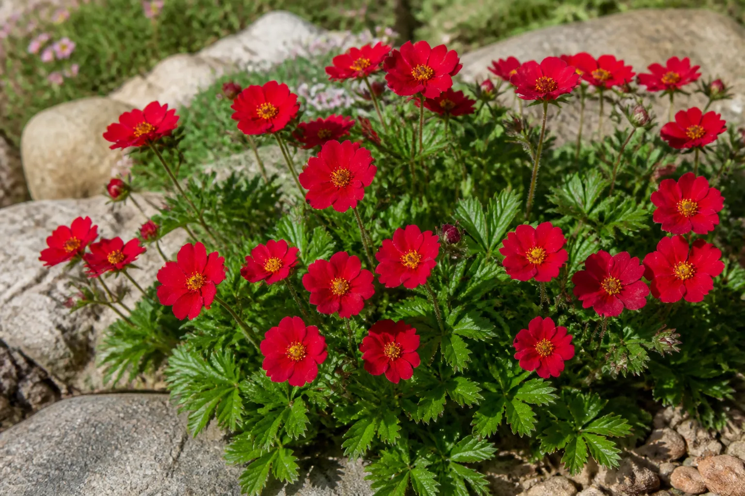 Bright red scarlet cinquefoil saucer flowers with dark green foliage in a sunny rock garden