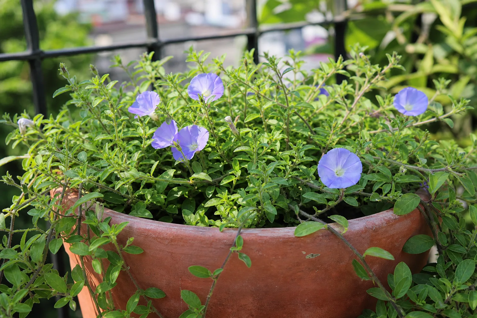 Shankhpushpi houseplant
