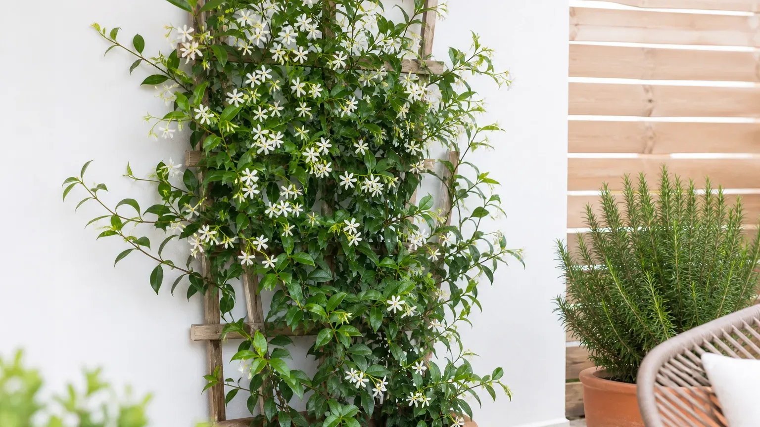 Star Jasmine houseplant