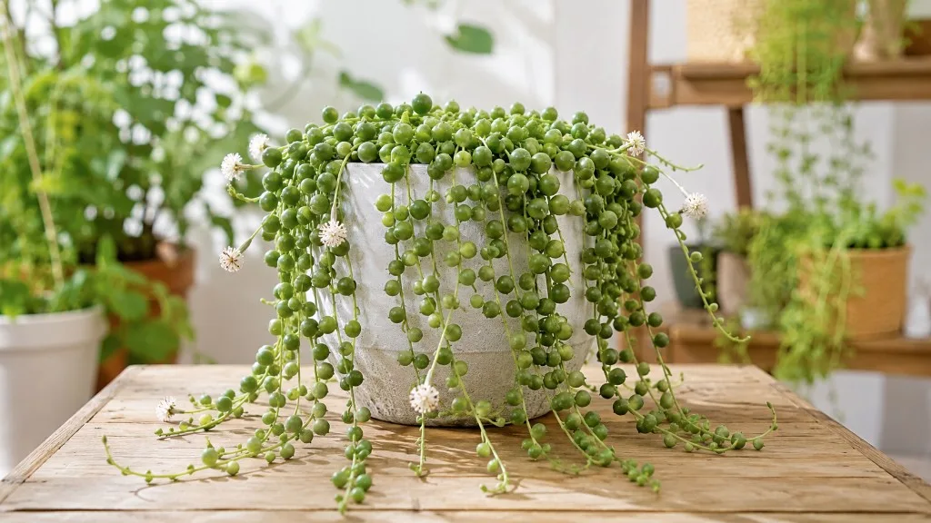 String of Bananas houseplant
