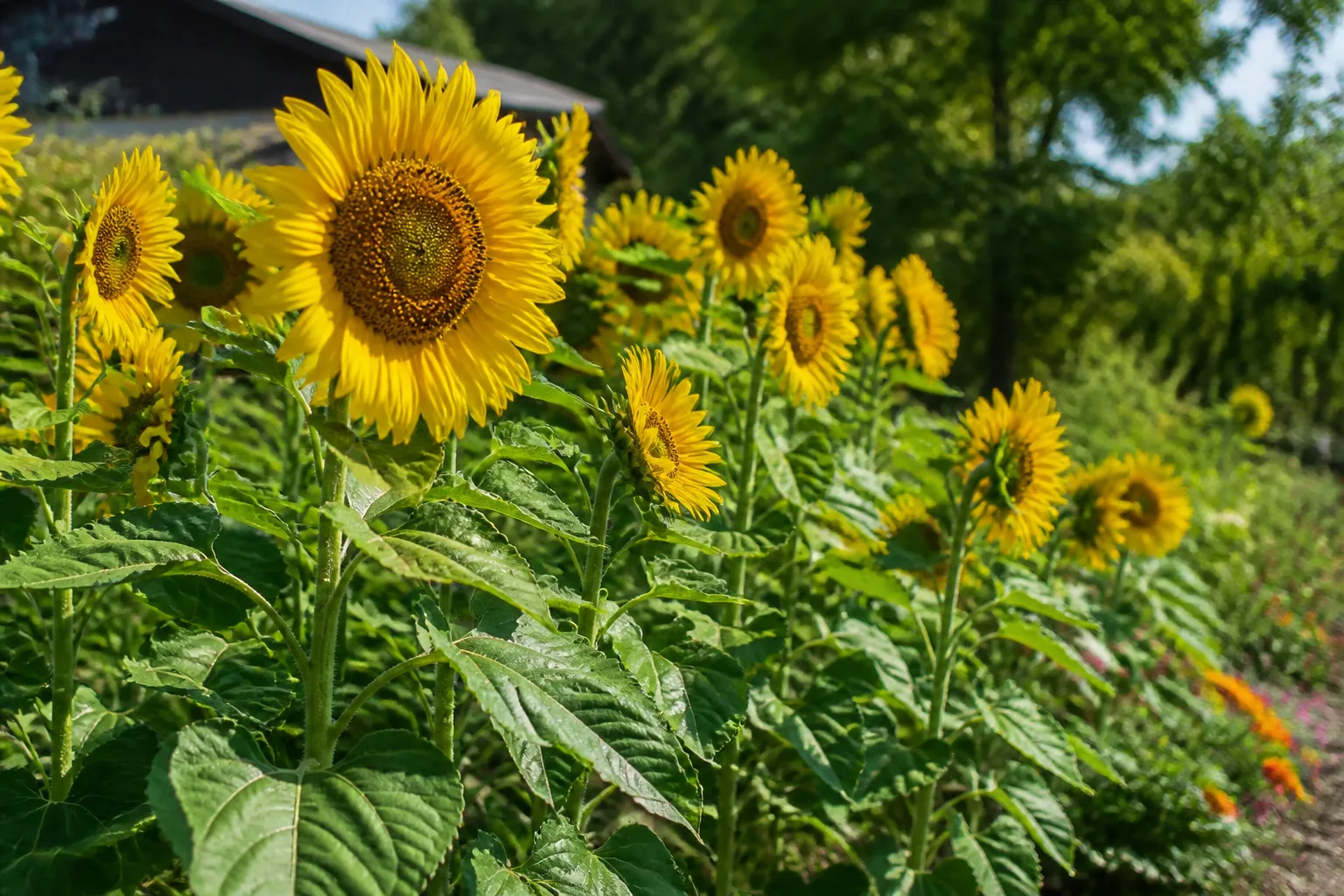 Tall yellow sunflowers growing in a sunny backyard cutting row