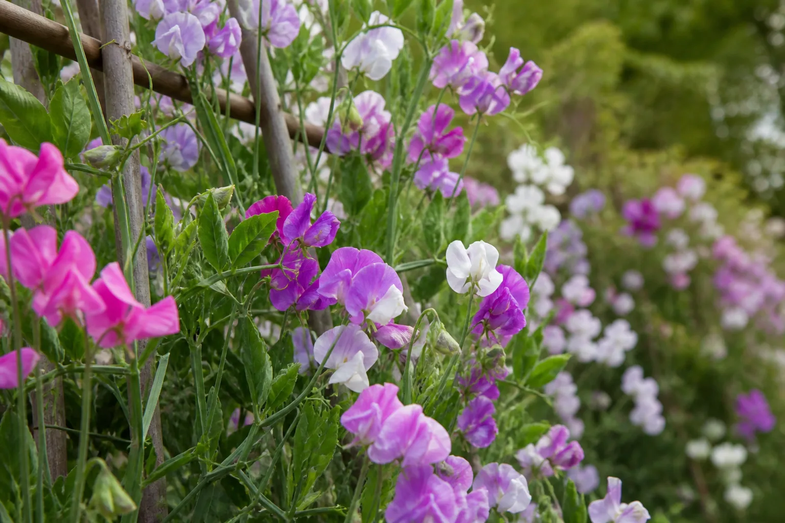 Sweet pea vines with ruffled purple and pink flowers climbing a garden trellis