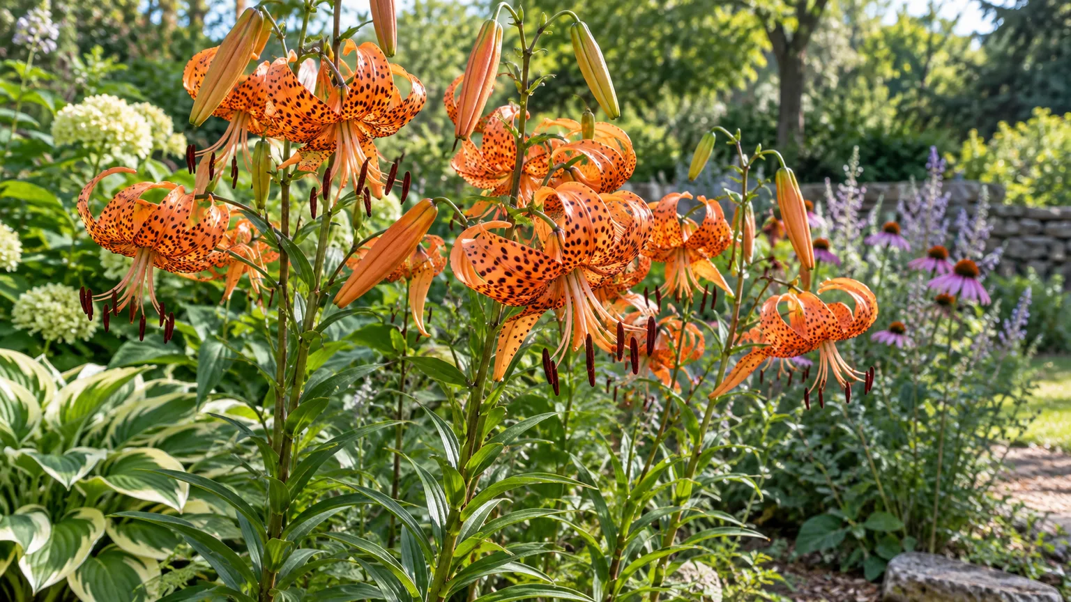 Orange tiger lilies with dark spots blooming in a sunny perennial border