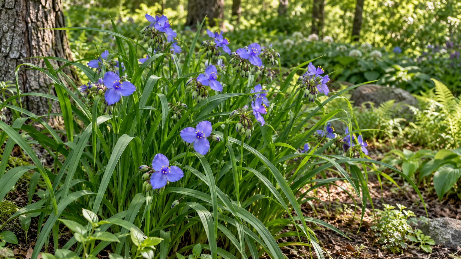 Healthy Virginia spiderwort with blue-violet flowers in a dappled garden border