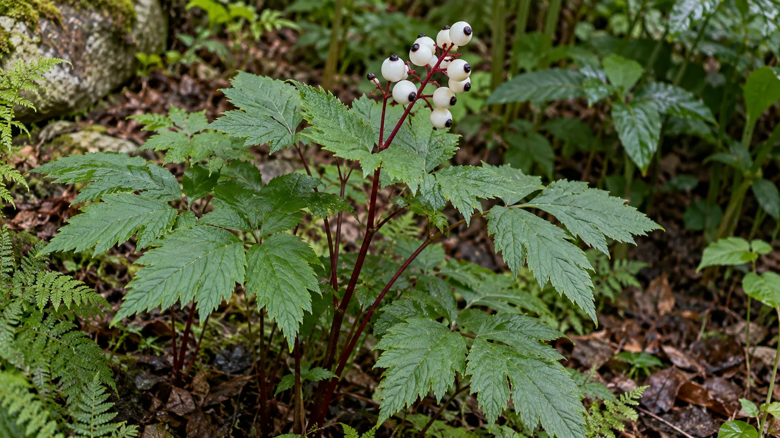White baneberry berries with dark marks on red stems above compound green leaves