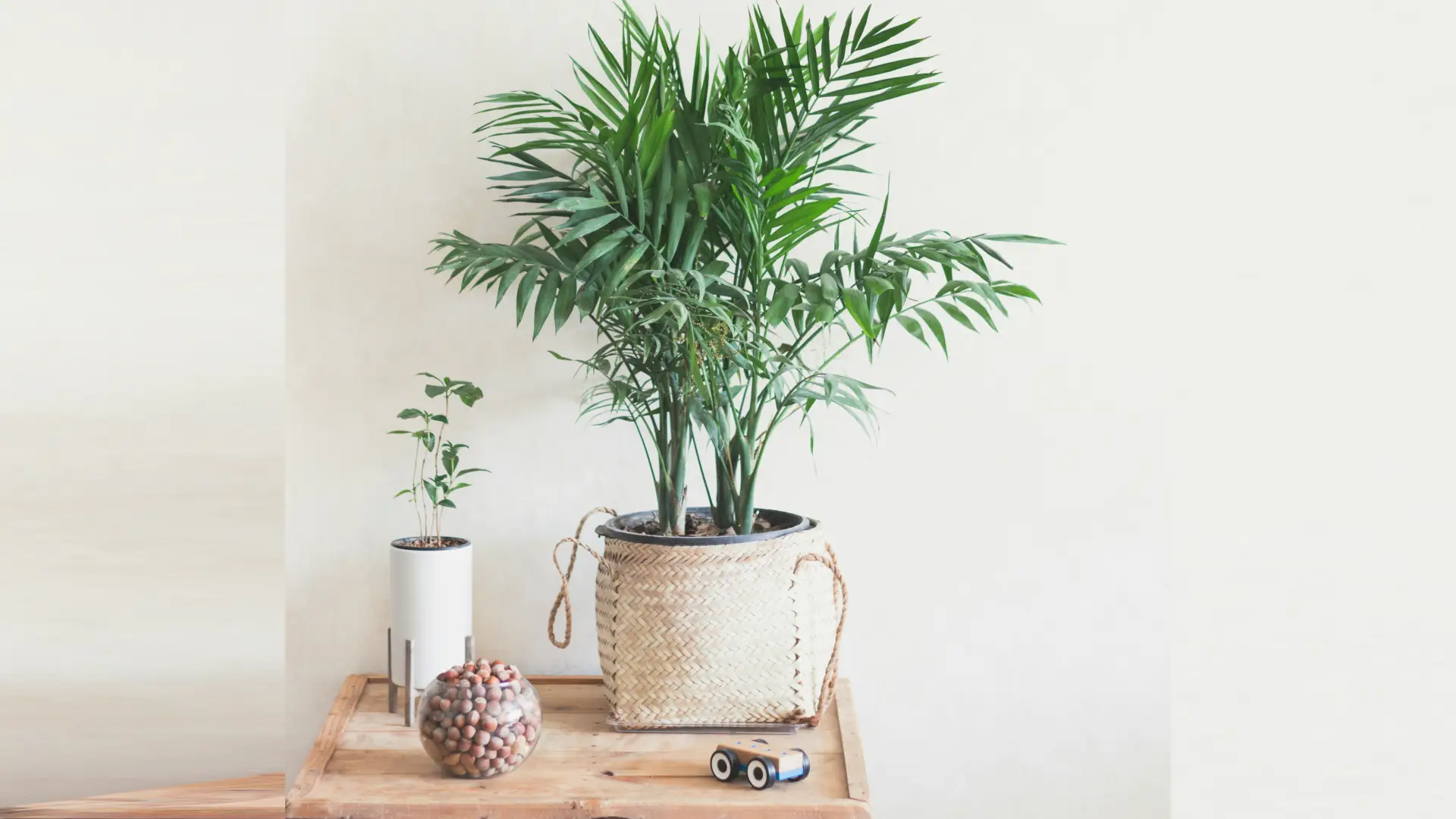 6 Pet-Friendly Indoor Plants Safe for Cats and Dogs (ASPCA Approved) 18 6 Pet-Friendly Indoor Plants Safe for Cats and Dogs (ASPCA Approved)