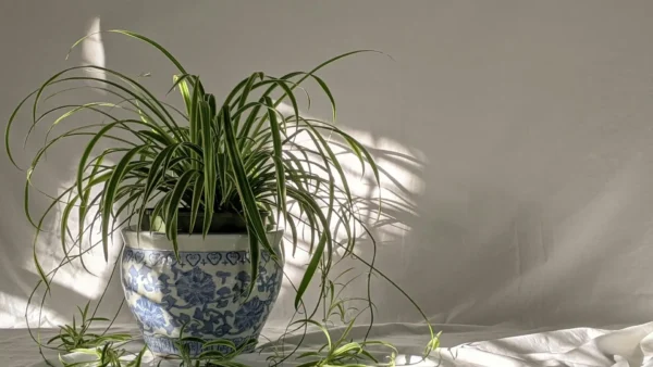 Signs Your Houseplants Need More Humidity This Winter in 2026