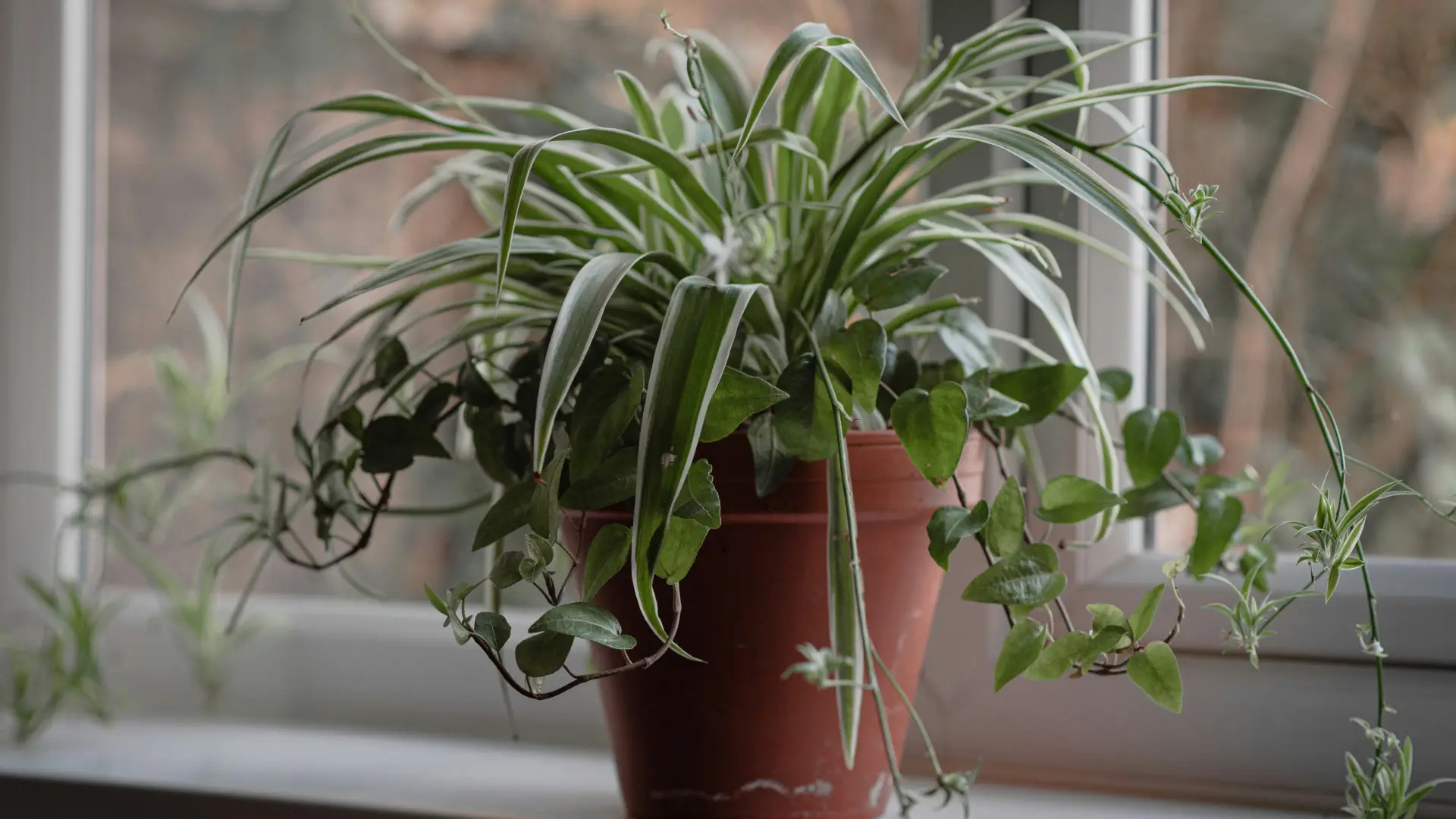6 Pet-Friendly Indoor Plants Safe for Cats and Dogs (ASPCA Approved) 14 6 Pet-Friendly Indoor Plants Safe for Cats and Dogs (ASPCA Approved)