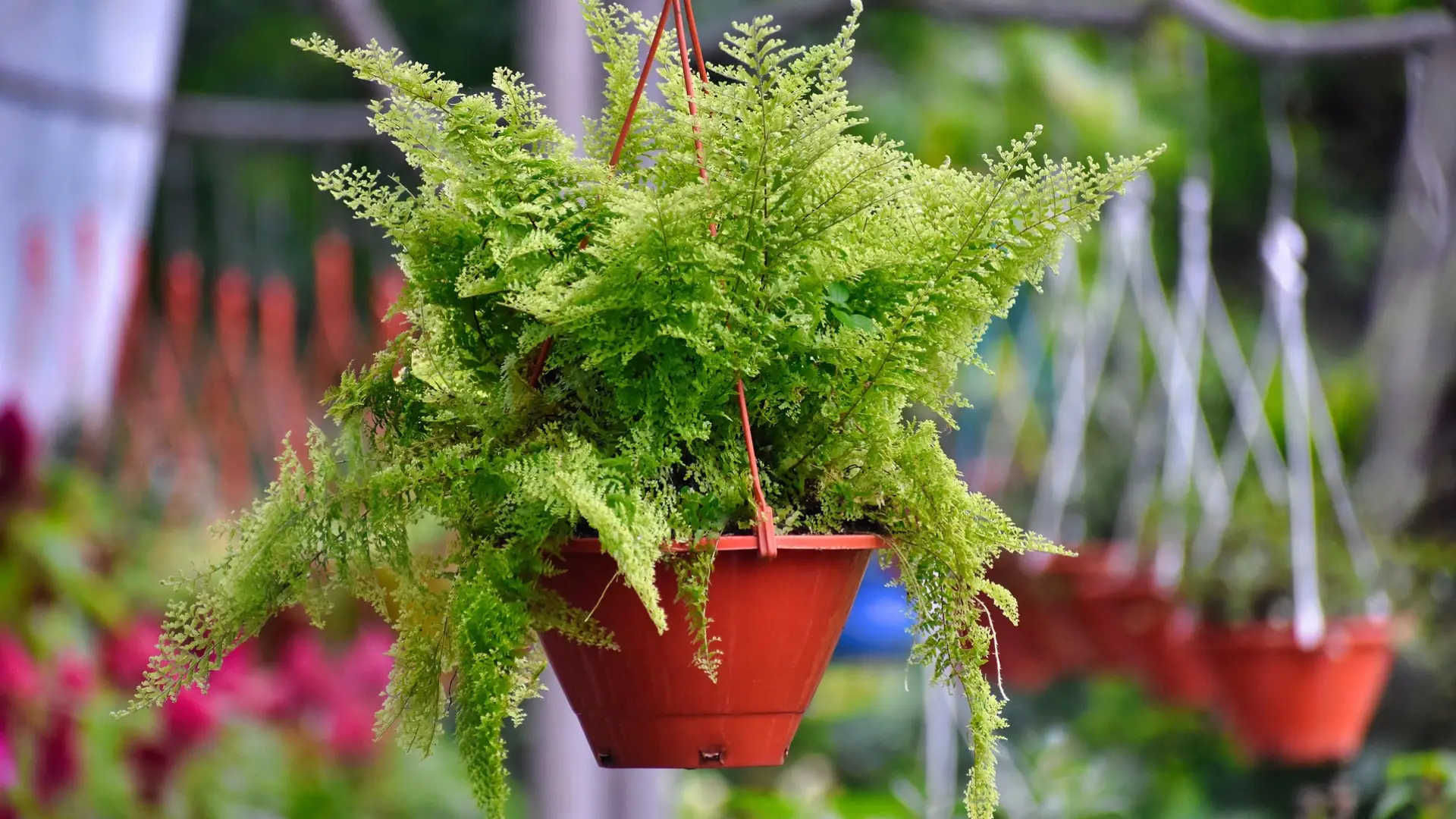 6 Pet-Friendly Indoor Plants Safe for Cats and Dogs (ASPCA Approved) 15 6 Pet-Friendly Indoor Plants Safe for Cats and Dogs (ASPCA Approved)