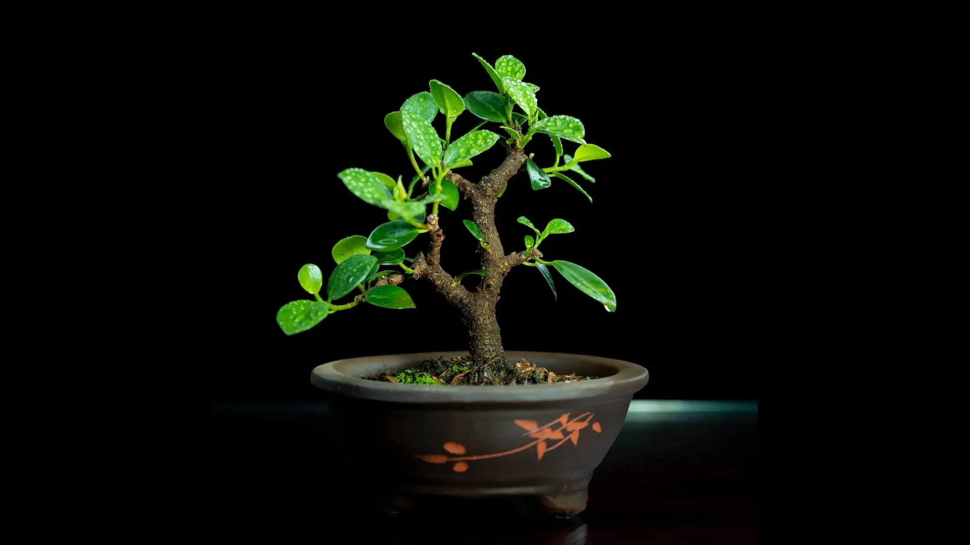 Beginner's Guide Indoor Bonsai Care