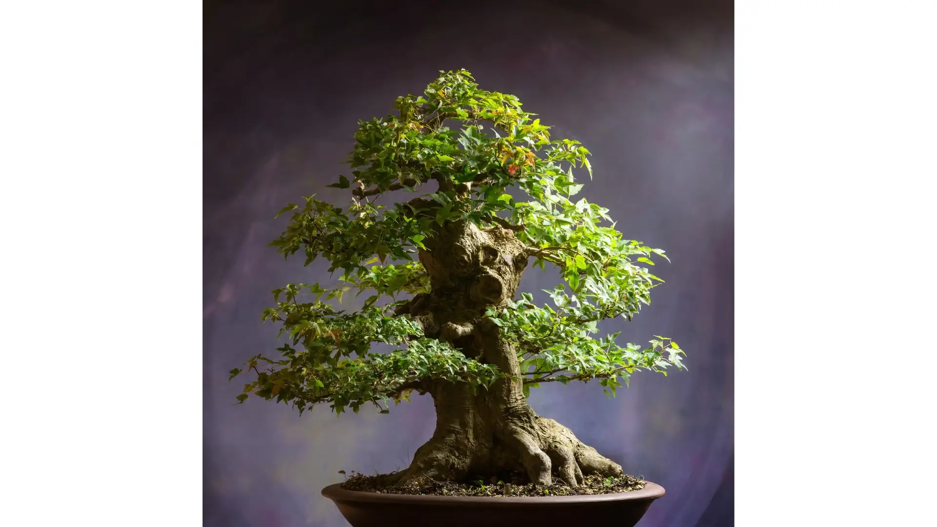 Beginner's Guide Indoor Bonsai Care
