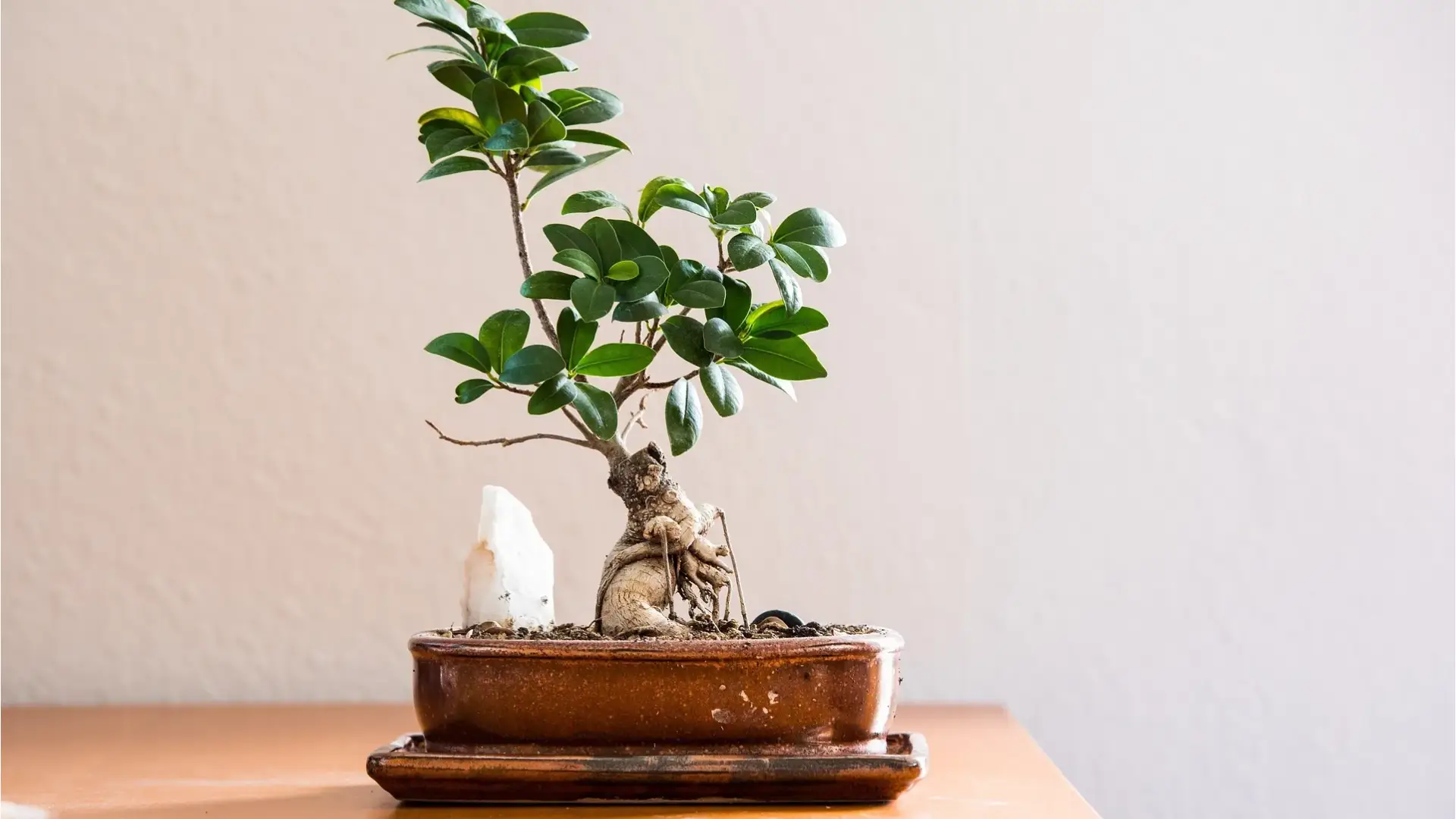 Beginner's Guide Indoor Bonsai Care