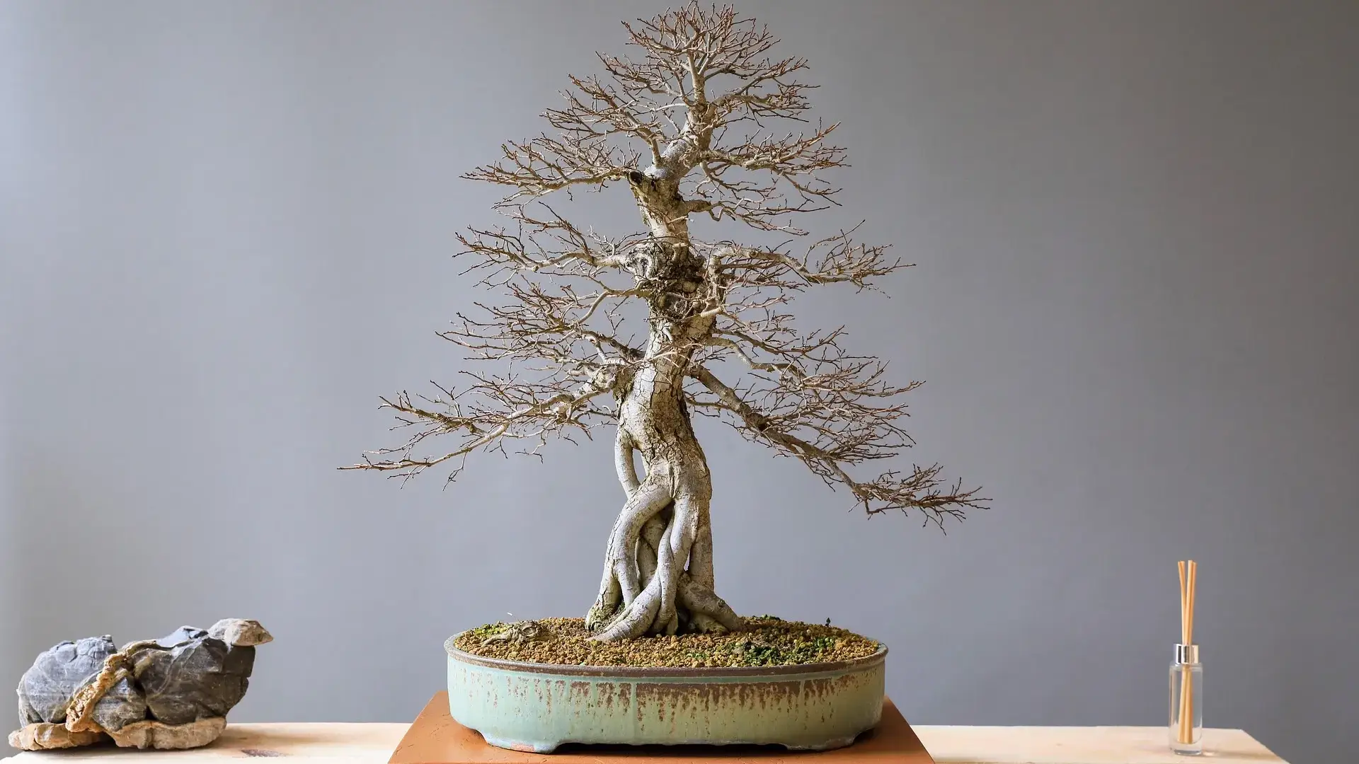 Beginner's Guide Indoor Bonsai Care