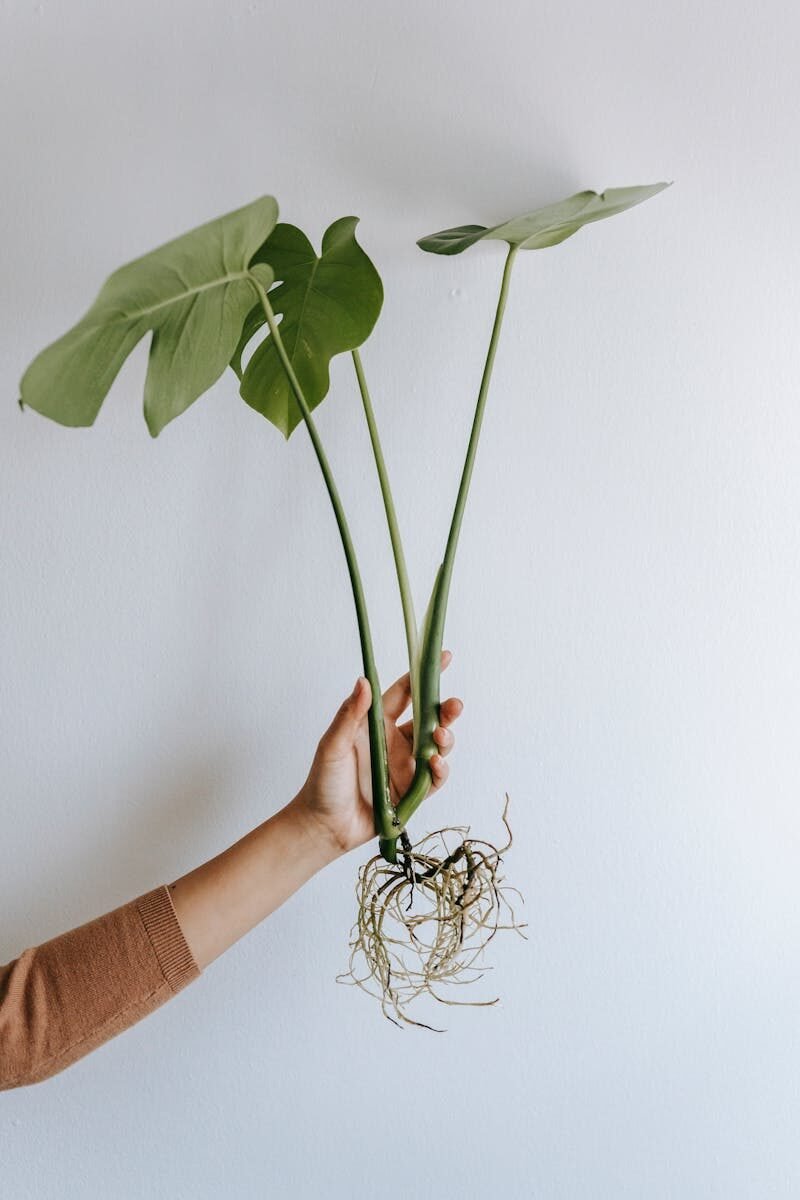 A hand holds a vibrant Monstera cutting with roots against a plain white background, showcasing its growth.