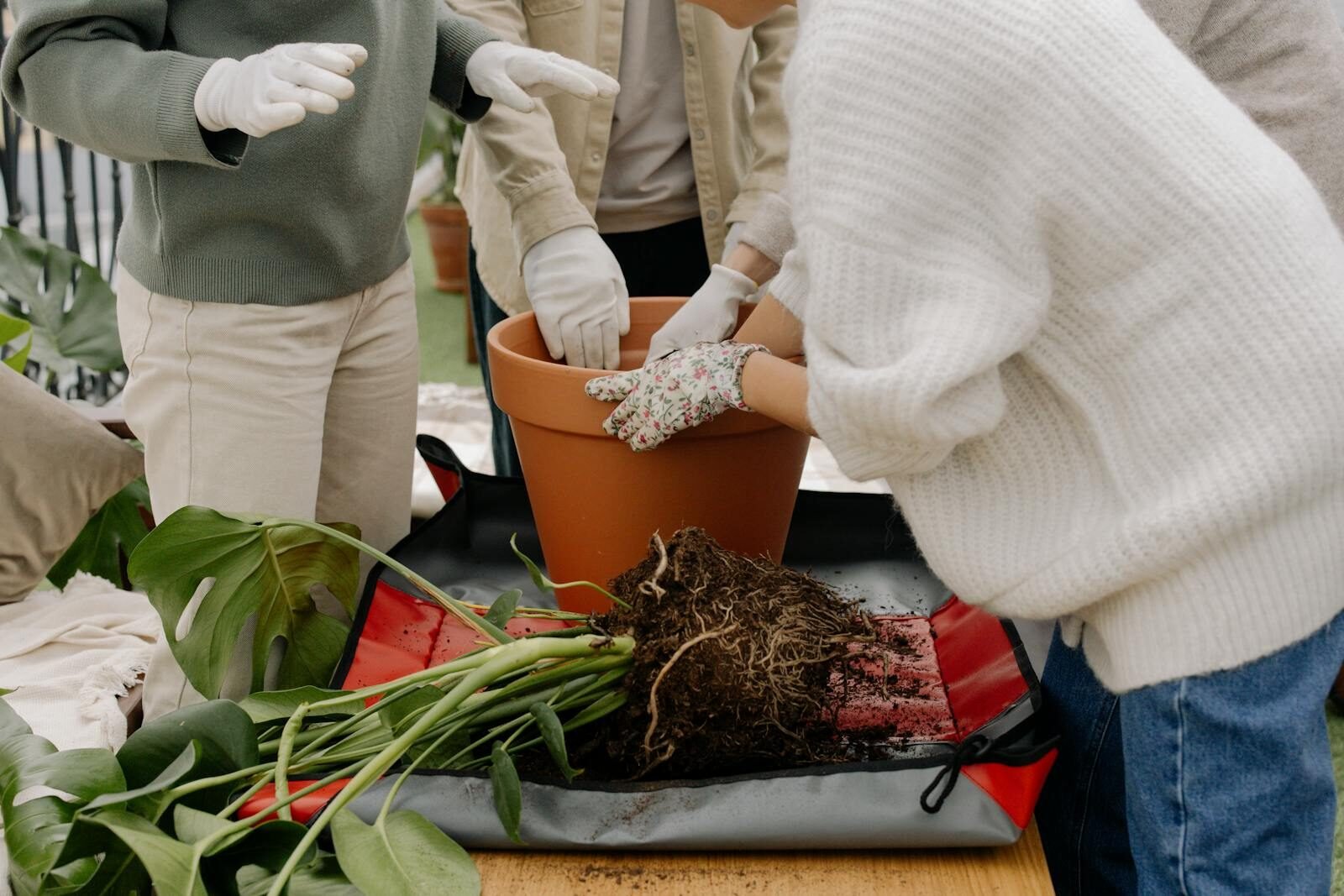 Friends repotting a Monstera plant in a clay pot during a gardening activity.