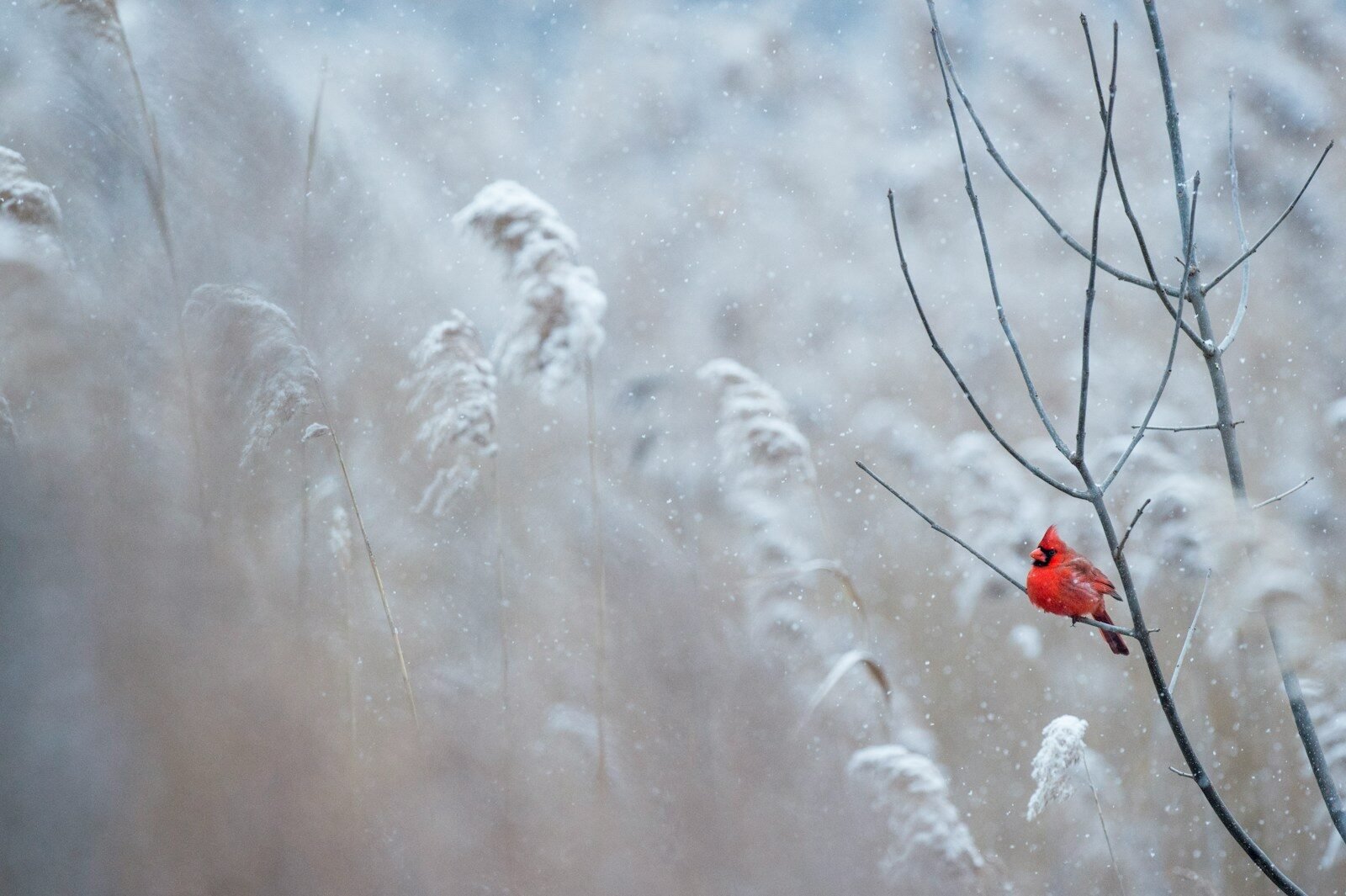 Why Houseplants Struggle in Winter and How to Fix It in 2026 1 selective focus photography of cardinal bird on tree branch