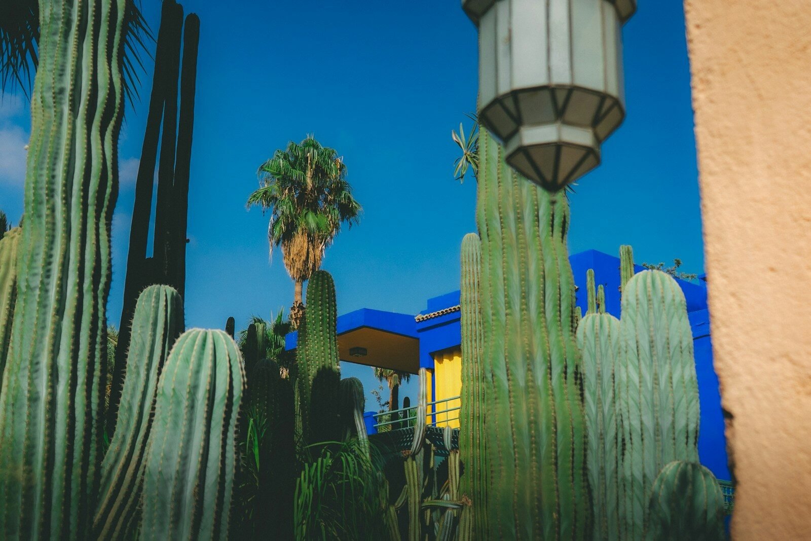 Can You Use a Pebble Tray for Succulents and Cacti in 2026? 2 Tall cacti and a palm tree against blue sky