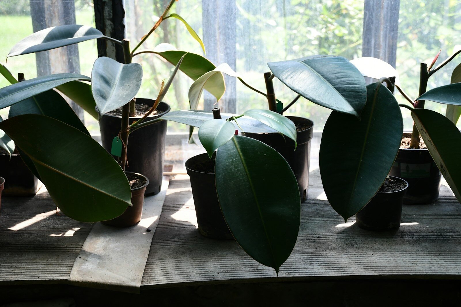 Several potted rubber plant leaves by a window